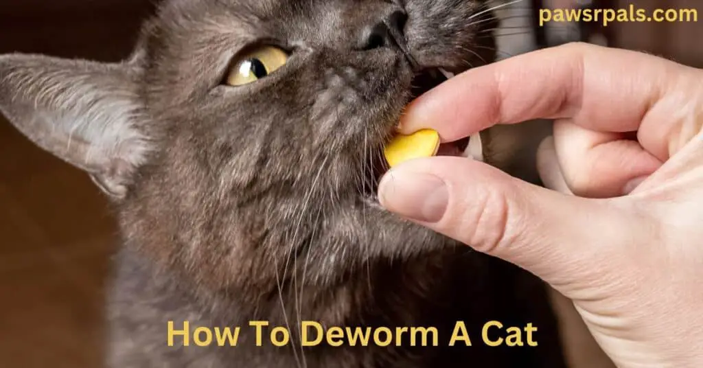 How To Deworm A Cat. A dark grey cat getting a yellow pill put into its open mouth.