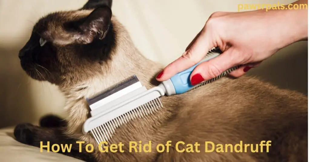 How To Get Rid of Cat Dandruff. A Siamese cat is being brushed with a grooming comb with a blue handle. Lying on a cream cushion with a pale yellow background.