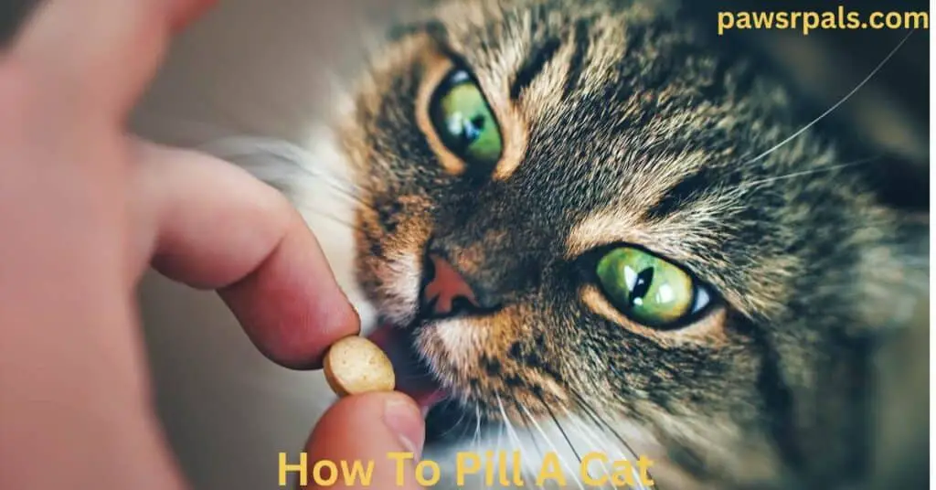 How To Pill A Cat. A Tortoiseshell cat with green eyes gets a brown pill placed into its open mouth.