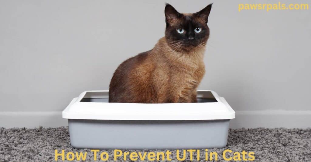 How To Prevent UTI in Cats. A brown cat with blue eyes sat in a grey and white litter tray, on a grey carpet with a light grey wall.
