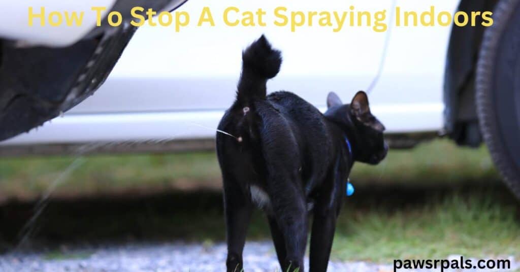 How To Stop A Cat Spraying Indoors. A black cat wearing a blue collar, standing in front of a white car on a pebble path, tail held high spraying.