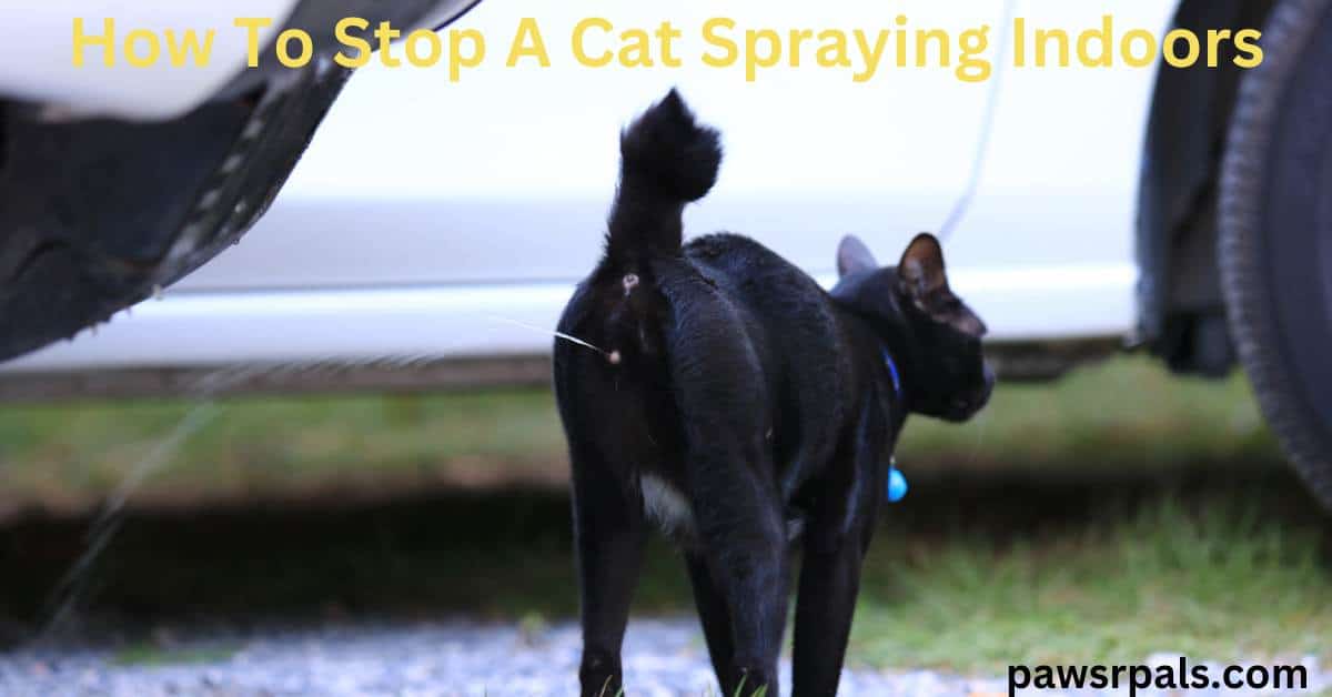 How To Stop A Cat From Spraying Indoors
