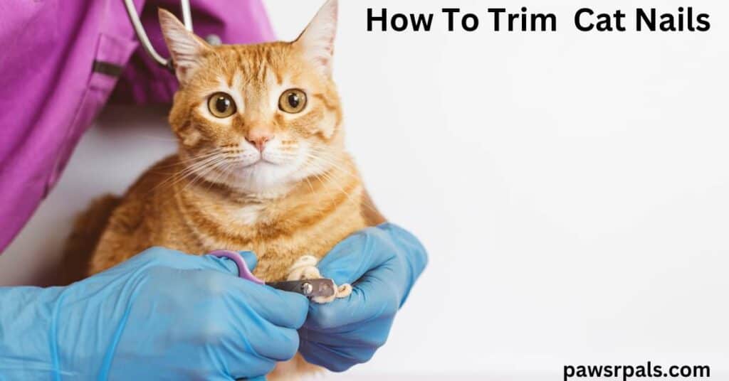 How To Trim Cat Nails. Ginger tabby cat with orange eyes, being held face forward, and front leg being held by person with blue surgical gloves and pet nail trimmers, wearing purple scrubs with a stethoscope on a white background.