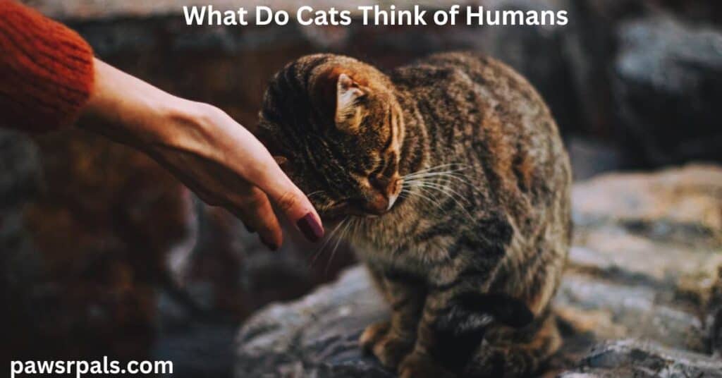 What Do Cats Think of Humans. A tortoiseshell cat, head bumping someone's hand, sat on rocks.