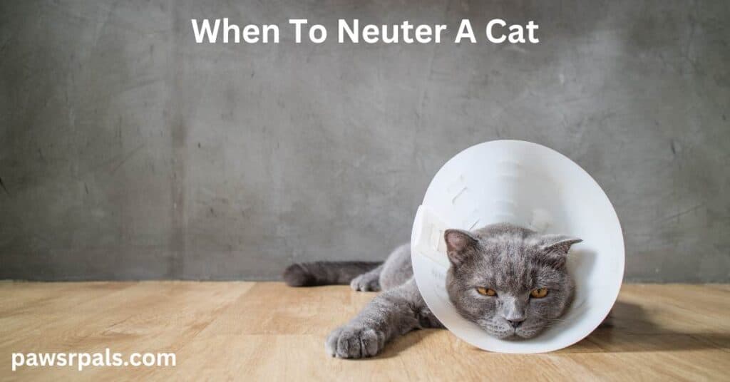 When To Neuter A Cat. A grey cat with a white plastic protection cone around its head. Sat on a wooden floor with a grey wall.