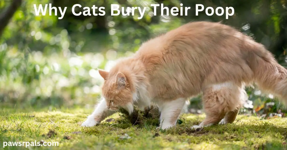 Why Cats Bury Their Poop