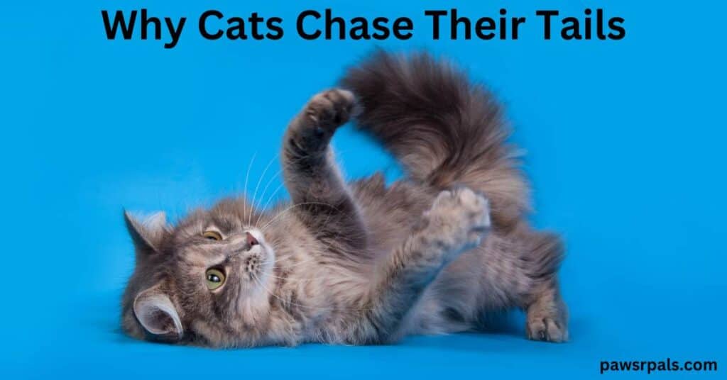 Why Cats Chase Their Tails. A black and grey kitten lying on its back, playing with its tail, with a blue background.
