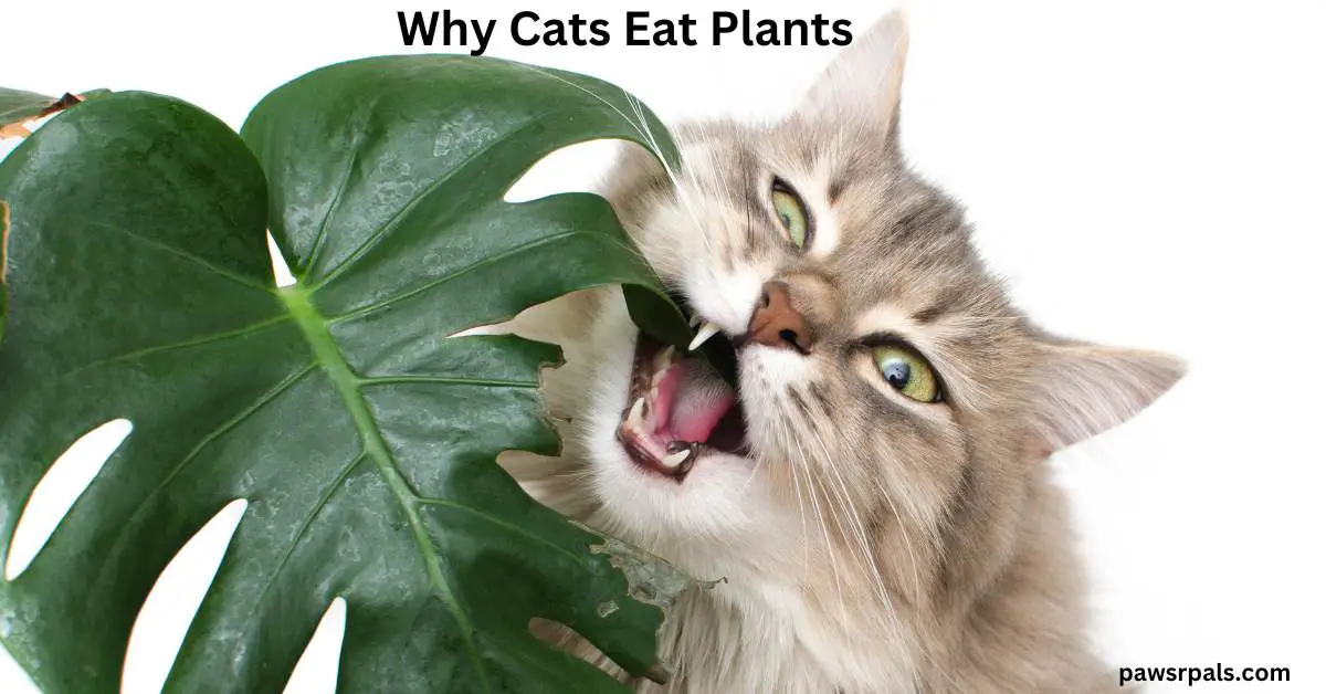 Why Cats Eat Plants
