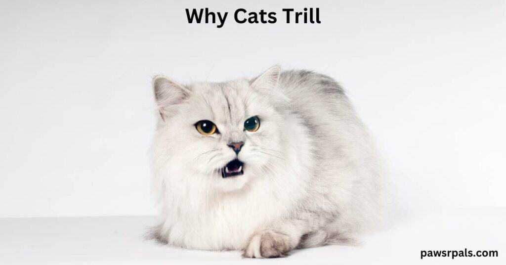 Why Cats Trill. White and grey cat trilling, on a white background.