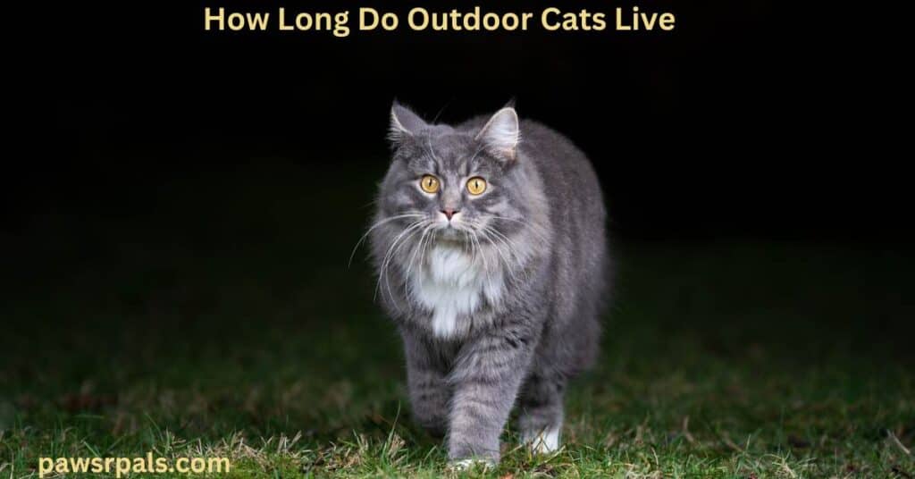 how long do outdoor cats live