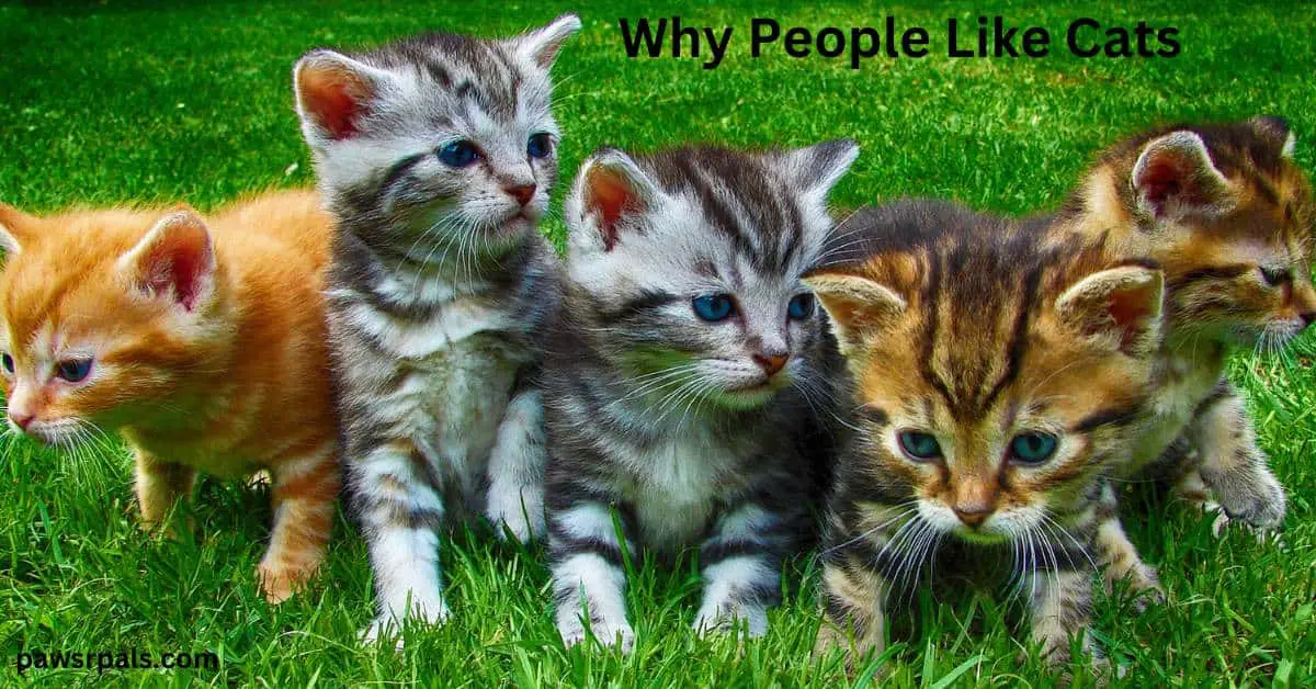 Why People Like Cats