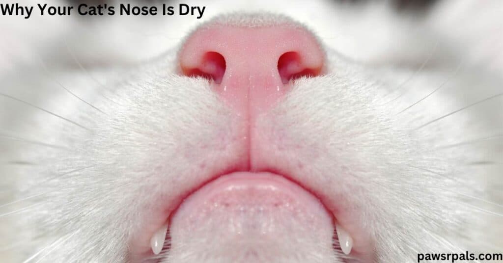 Why Your Cat's Nose Is Dry. Image of a white cat's wet pink nose, mouth, and whiskers