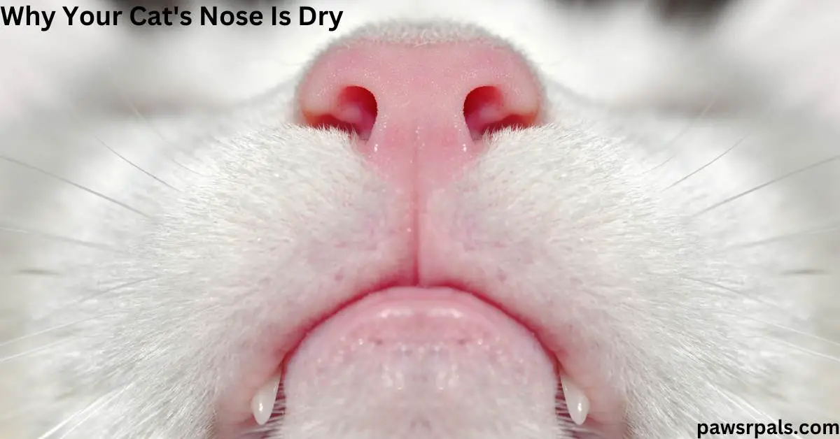 Why Your Cat’s Nose Is Dry
