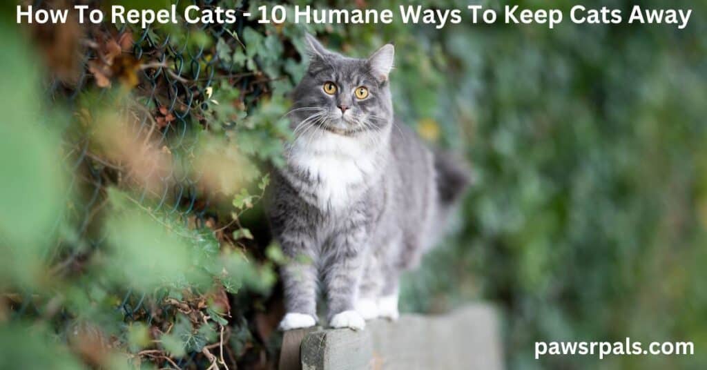 How To Repel Cats - 10 Humane Ways To Keep Cats Away. A grey and white cat standing on a wooden fence with bushes behind it.