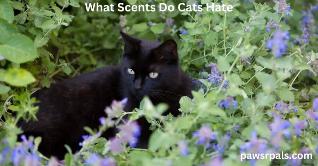 What Scents Do Cats Hate. A black cat in garden surrounded by bluebell flowers and leaves.