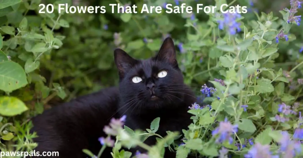 20 Flowers That Are Safe For Cats. Black short-hair cat, with orange eyes, lying facing forward, head up in amongst and surrounded by green leaves and small purple flowers.