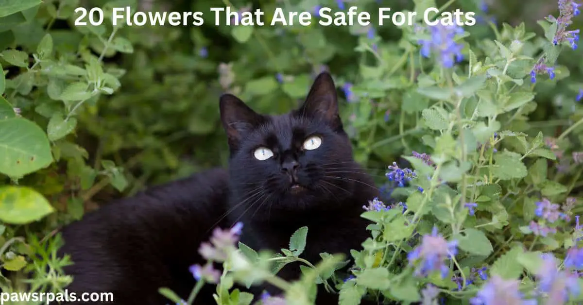 20 Flowers That Are Safe For Cats