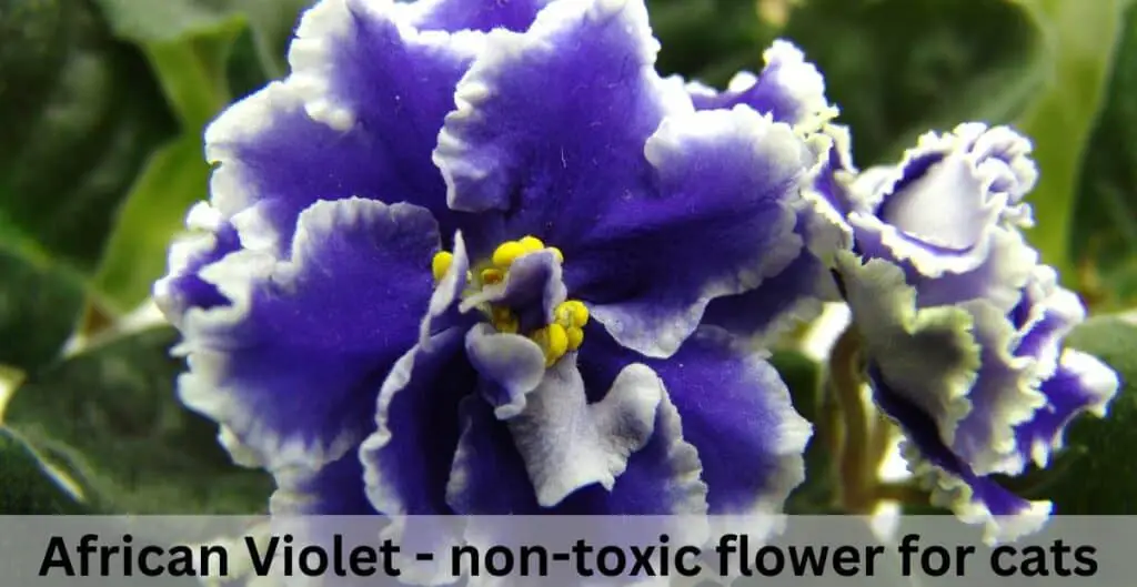 African violet - non-toxic flower for cats. Purple ruffled petals with white edge and yellow centre on a green leafy background