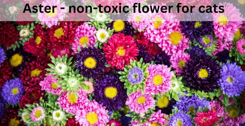 Aster - non-toxic flower for cats - selection of pink, red, lilac and green flowers