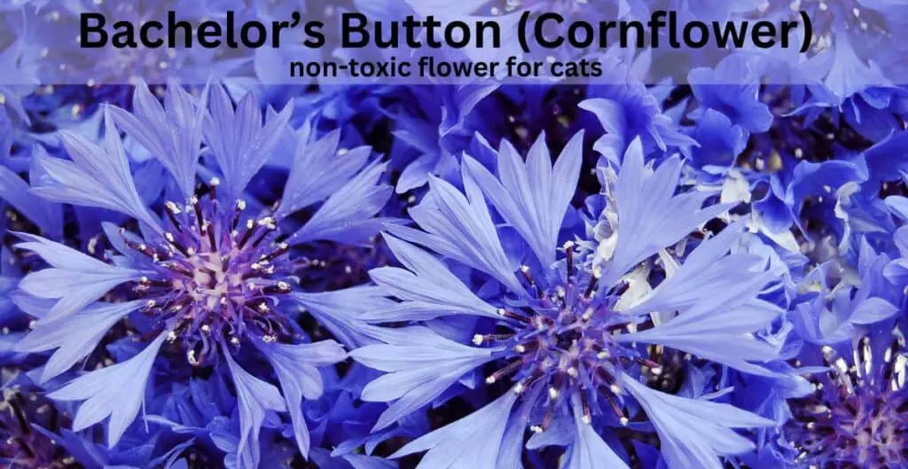 Bachelor's Button/Cornflower non-toxic flower for cats. Blue/purple flowers
