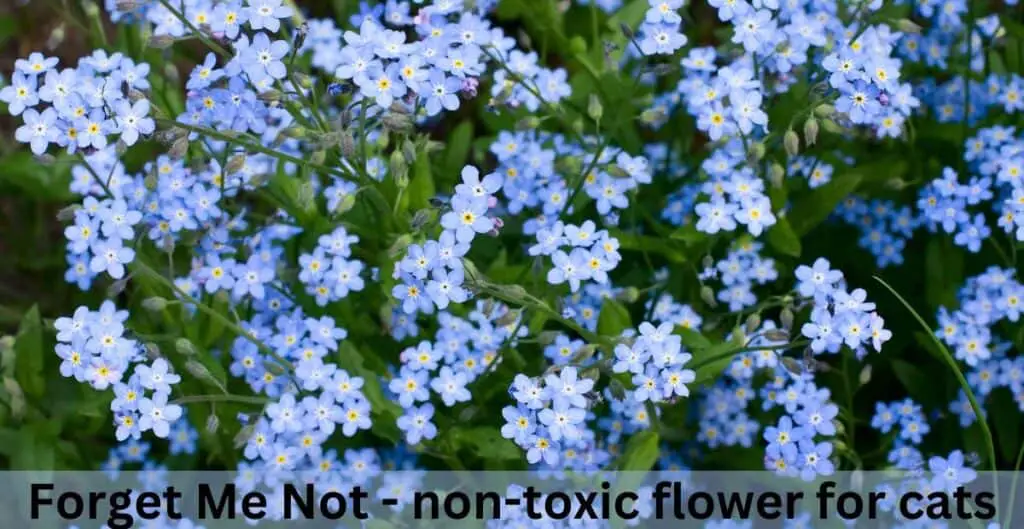 Forget Me Not - non-toxic flower for cats. Blue flowers with yellow centres on green leafy stalks