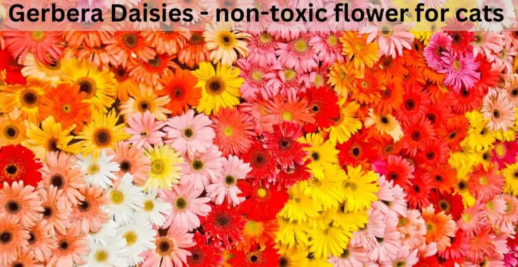 Gerbera Daisies - non-toxic flower for cats. Red, Salmon, Orange, Yellow, Pink and White Gerbera Daisies