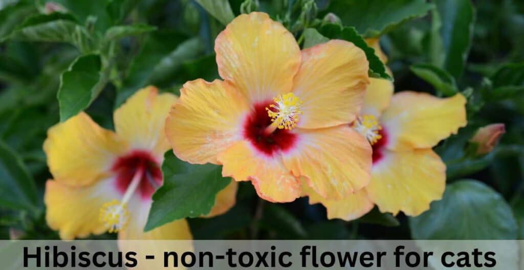 Hibiscus - non-toxic flower for cats. 3 Yellow hibiscus flowers with red centres on a background of green leaves
