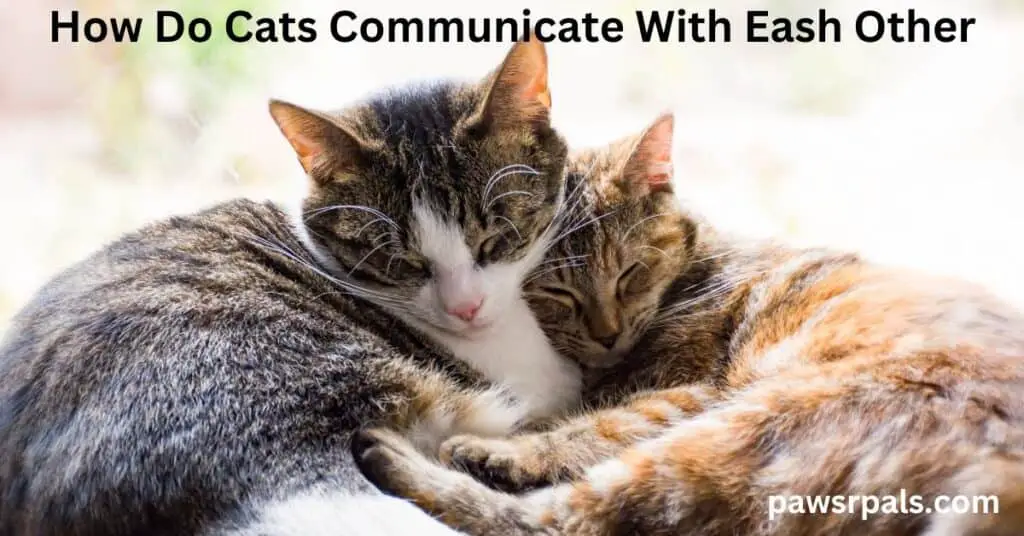 How Do Cats Communicate With Each Other. Brown and black striped tabby cat with a white chest and nose, lying beside a brown and white striped tabby cat curled into the cat on the left, with a white background.
