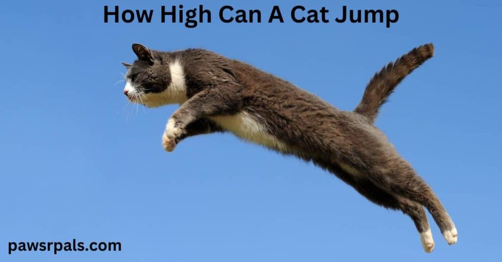 How High Can A Cat Jump. A black cat with a white neck, chest and paws, mid leap on a sky blue background.