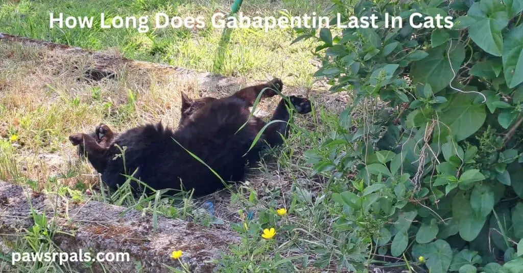 How Long Does Gabapentin Last In Cats. Pickles the black short-haired cat lying stretched out on his back, on the grass under a tree.