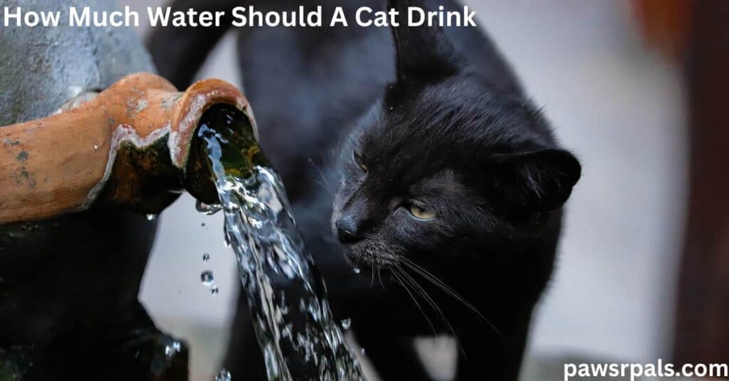 How Much Water Should A Cat Drink. Black short haired cat with orange eyes facing forward, its head turned towards water flowing from a terracotta pipe, stood on a wooden board.