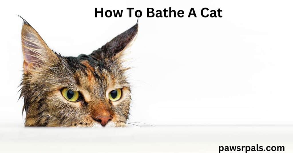 How To Bathe A Cat. A wet brown and black stipped tabby cat with yellow eyes, looking over the tip of a white bath in a white background.