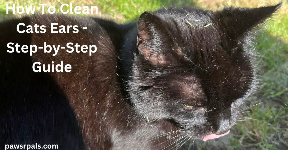 How To Clean Cats Ears: A Step By Step Guide