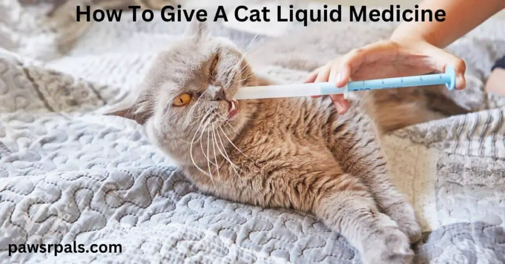 How To Give A Cat Liquid Medicine. A grey cat with orange eyes, lying on its side facing forward on a grey blanket, with a white background, a hand holding a syringe with blue plunger with white liquid inserted into the side of the cats mouth.