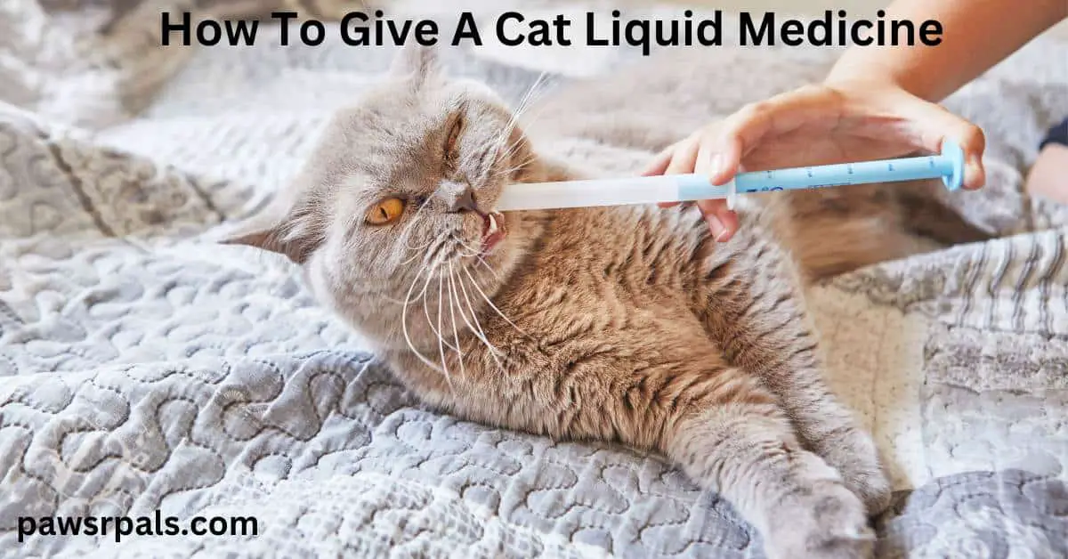 How to Give a Cat Liquid Medicine