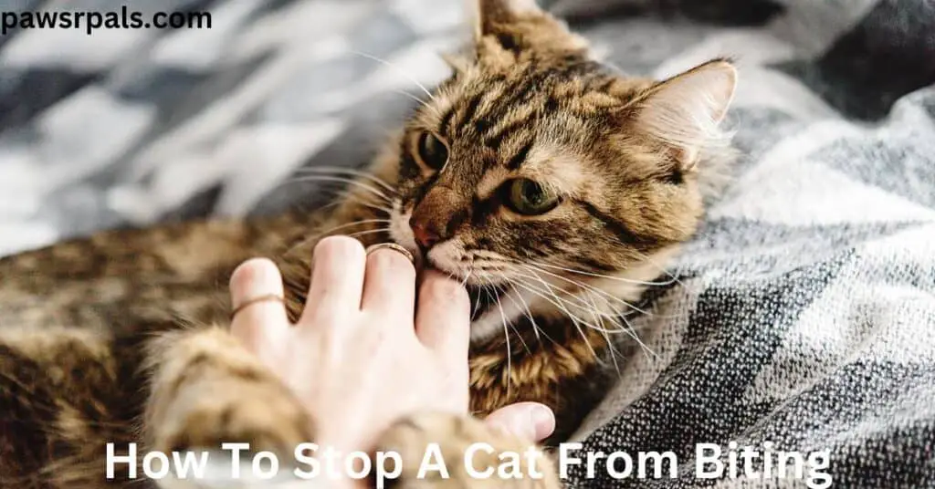 How To Stop A Cat From Biting. Brown and black stripped tabby cat lying on its back on a grey blanket, holding a hand in its front paws, biting the hand fingers.