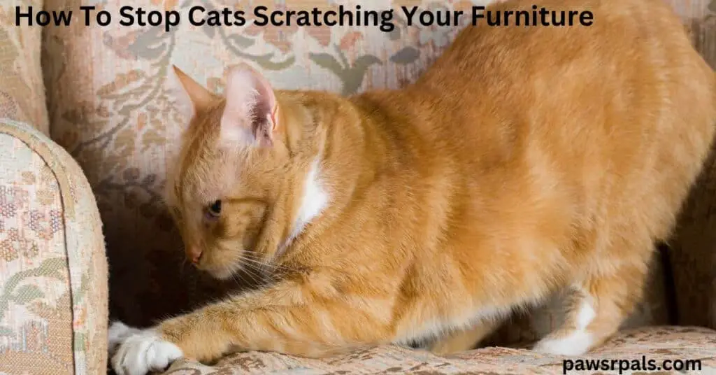 How To Stop Cats Scratching Your Furniture. Orange tabby cat crouching on a cream and peach patterned armchair, front paws extended clawing the chair cushion.