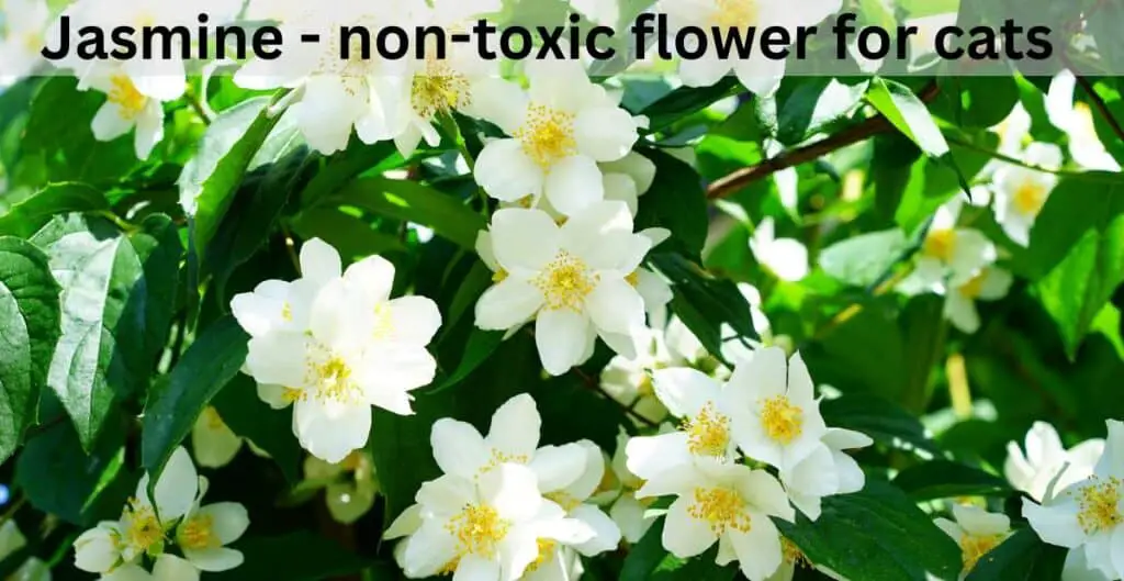 Jasmine - non-toxic flower for cats. White jasmine flowers with yellow centre on green stems and leaves background