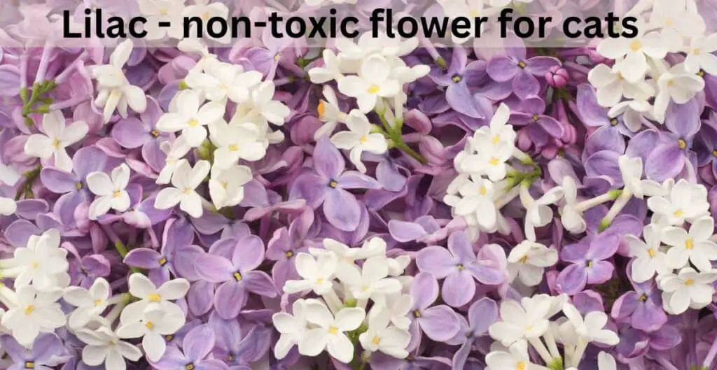 Lilac - non-toxic flower for cats. Purple and white lilac flowers with some green stems