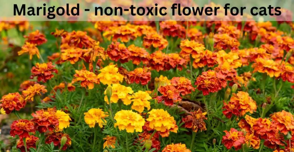 Marigold - non-toxic flower for cats. Red, orange, yellow Marigold flowers with green stalks and leaves