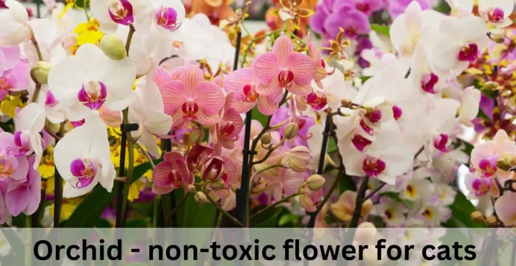 Orchid - non-toxic flower for cats. Selection of white, pink, lilac orchids