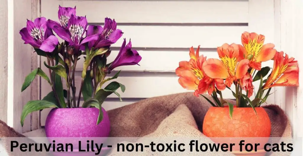Peruvian Lily - non-toxic flower for cats. Purple Peruvian Lilys in a round purple plant pot with an orange Puruvian Lily in an orange plant pot, both sat on brown burlap with white slated wood in the background