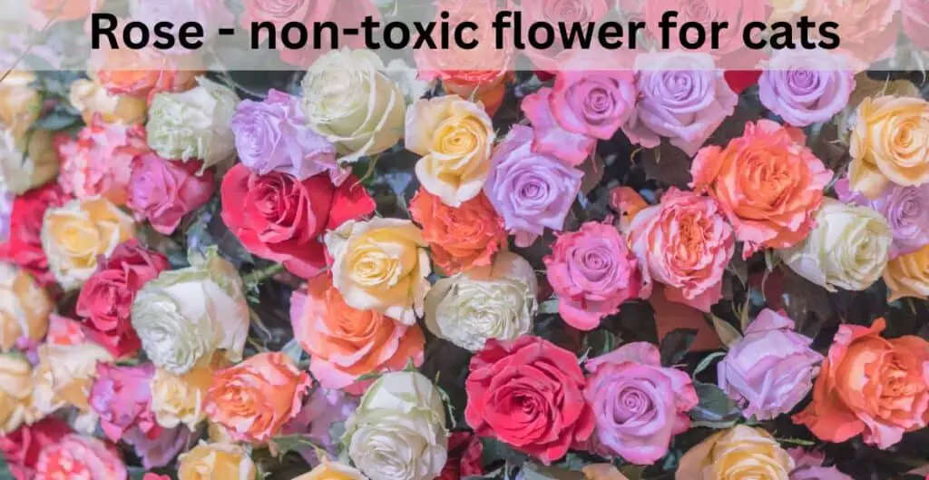 Rose - non-toxic flower for cats. Selection of red, pink, yellow, orange and white roses.