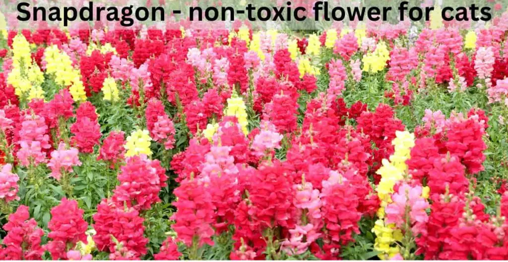 Snapdragon - non-toxic flower for cats. Red, pink and yellow Snapdragon flowers on green leafy stalks