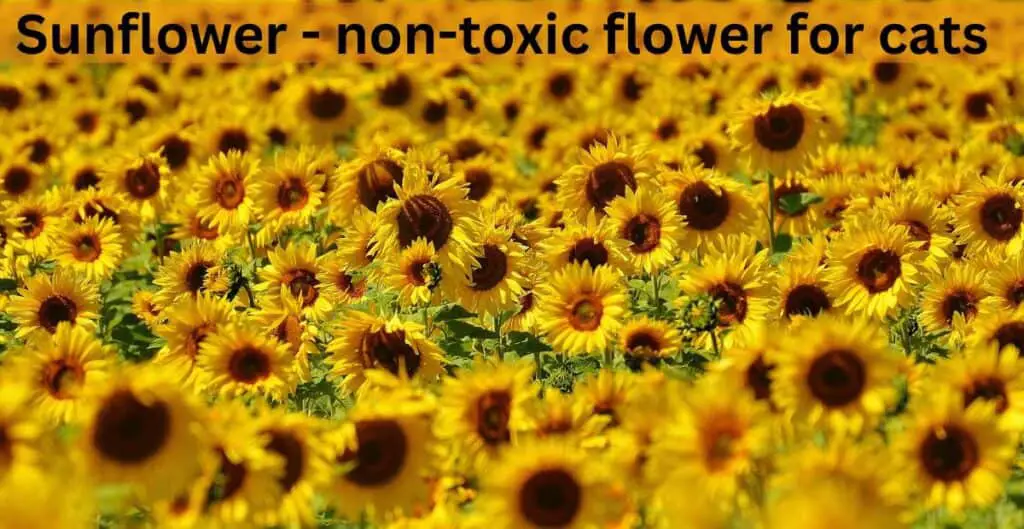 Sunflower - non-toxic flower for cats. Yellow sunflowers with green leaves