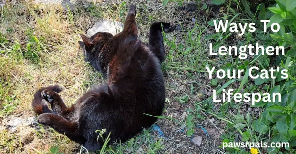 Ways To Lengthen Your Cat's Lifespan. Pickles the black cat, 12 years old (in 2023) lying on his back, front paws stretched out, on a patch of grass under a tree in the sunshine.