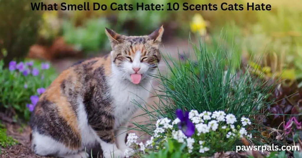 What Smell Do Cats Hate 10 Scents Cats Hate. A Brown and black striped Tortoiseshell Cat with a white chest and paws, sitting on a path in a garden facing forward with its eyes shut and its tongue out pointing down, next to grass and small white flowers and small purple flowers.