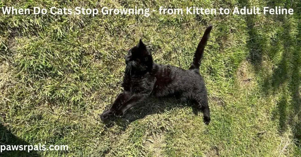 When Do Cats Stop Growing - from kitten to adult feline. Pickles, the black British short-hair cat lying stretched out on his side in the grass.