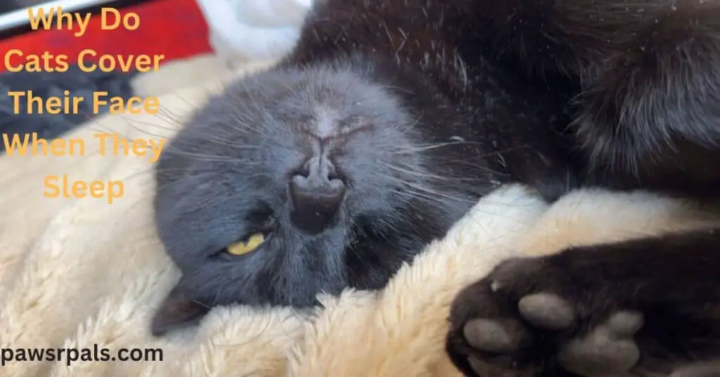 Why Do Cats Cover Their Face When They Sleep. Pickles the black short-haired cat, lying on his back with one eye open, on a beige fluffy blanket.