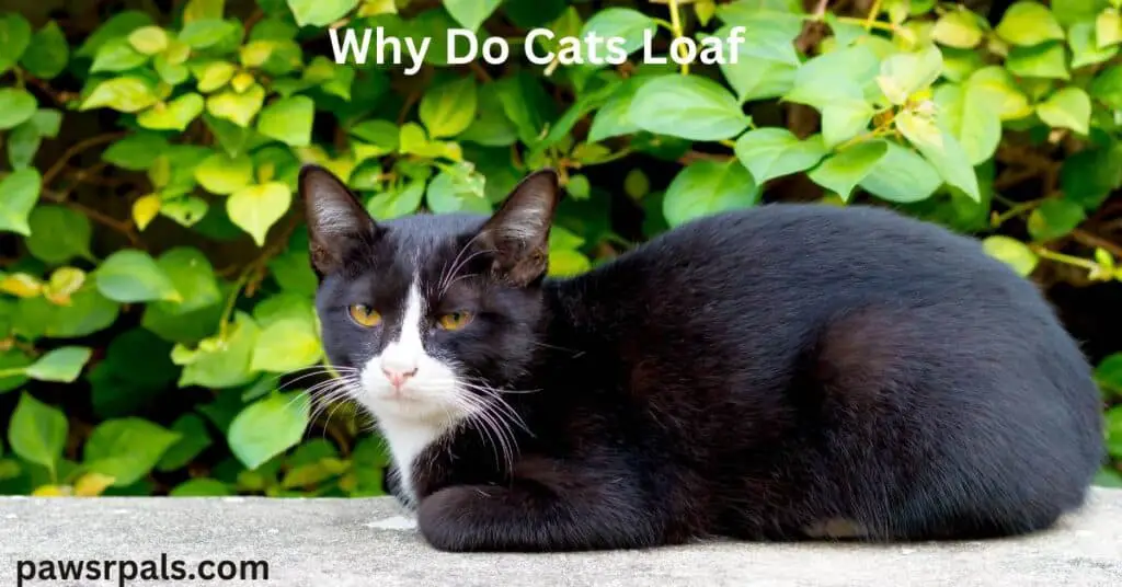 Why Do Cats Loaf. A black and white cat, side on in a loaf position, face forward, on a concrete ledge with green leaves in the background.